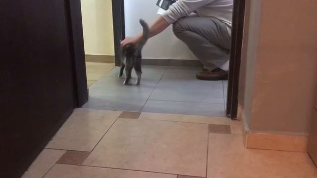 Часть 3 Котёнок теперь даёт себя погладить. смотреть онлайн