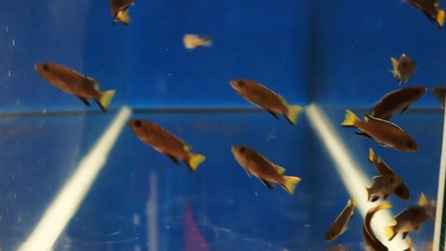 Pseudotropheus Acei Itungi & Metriaclima Zebra Gold Lions Cove смотреть онлайн