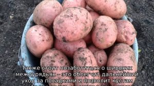 Картофель Ред Фэнтези