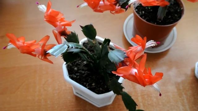 РОЖДЕСТВЕННИК зацвел летом смотреть онлайн