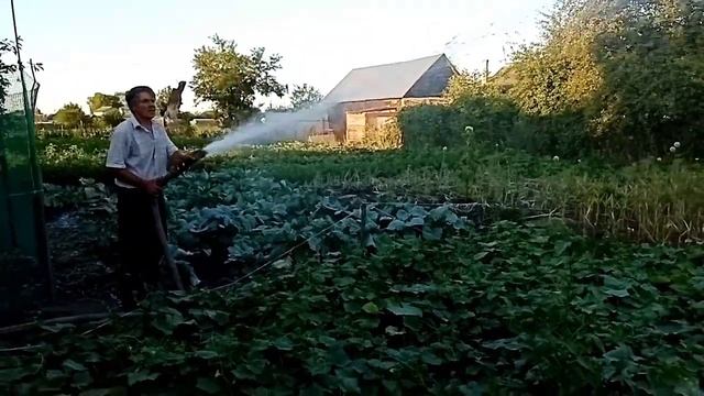 Полив огорода мотопомпой. Жаркое лето. 2021 год. смотреть онлайн