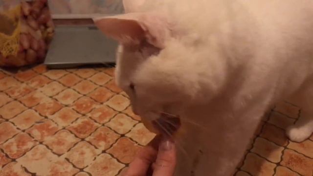 Кошка не доела чипсы NATURALS с паприкой смотреть онлайн