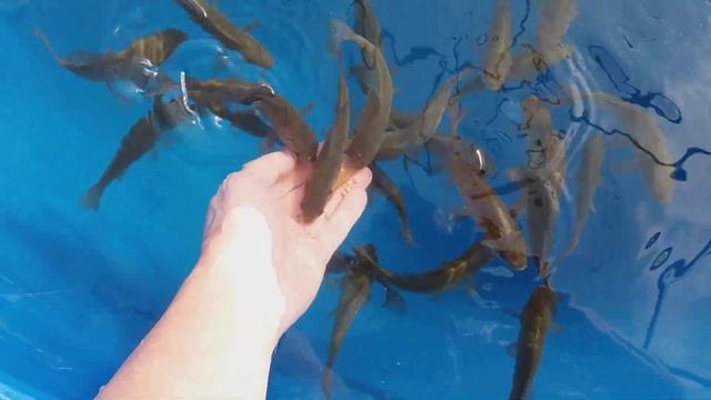 Ручные караси в бассейне смотреть онлайн