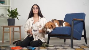 Что выбрать для питомца: поводок или рулетку? ?