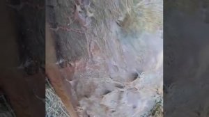 Выдавливание экссудата у лошади