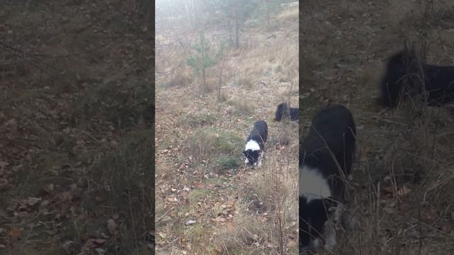 IMG 0935 ШАЛАЙКА ДО ПОРОДНАЯ НОРМА ВИДА смотреть онлайн