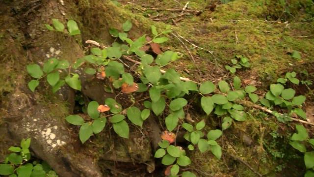 Nursing Log. "Кормящее" бревно (649sp) смотреть онлайн