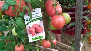 Томаты от Партнера