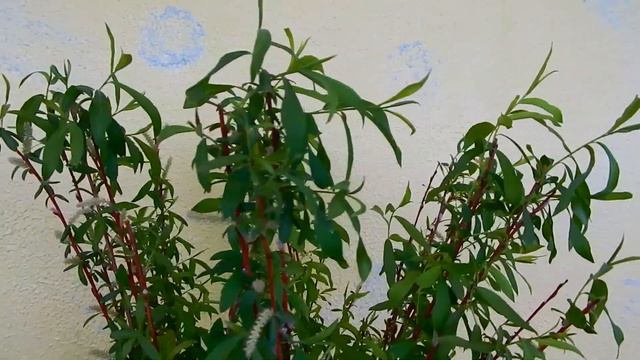 ПЛЕТЕНОЕ ДЕРЕВО ИЗ ИВЫ..ПРОШЛО 20 ДНЕЙ.. смотреть онлайн