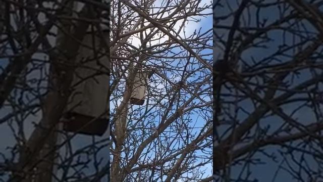 Весна 2018 г, у Мамули на даче, птицы поют. смотреть онлайн