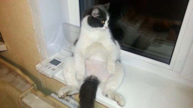 Кот Масик Прикол смотреть онлайн