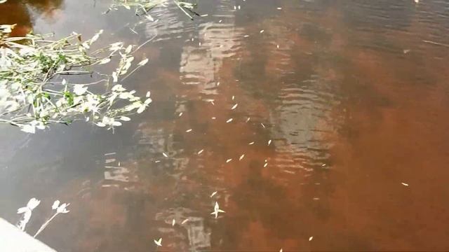 Снова в с. Ключищи. смотреть онлайн