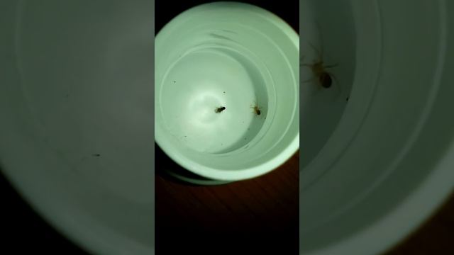 Araña reclusa parda mediterránea o araña del violín(Loxosceles rufescens)atacando a Drosophila 1. смотреть онлайн