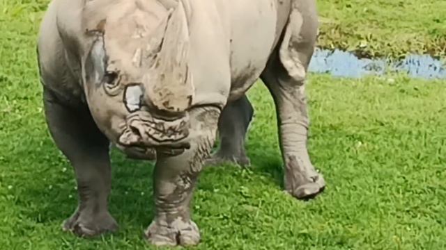 носорог гуляет