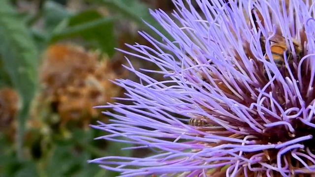 Nikon AW100 COOLPIX Video Sample - Bees in a Flower смотреть онлайн