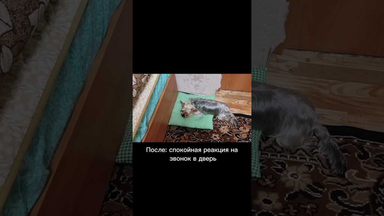 Лай на домофон смотреть онлайн