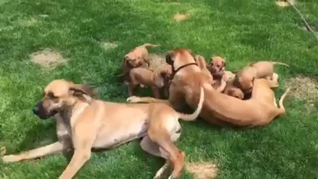 Cordell Ridgebacks Daisy's pups 5/20/164 смотреть онлайн