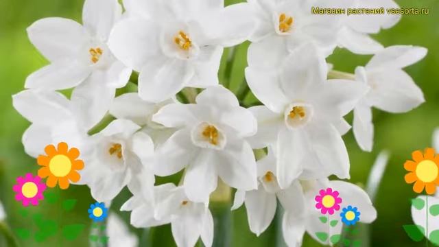 Нарцисс карлик Зива. Краткий обзор, описание характеристик, где купить луковицы Ziva смотреть онлайн