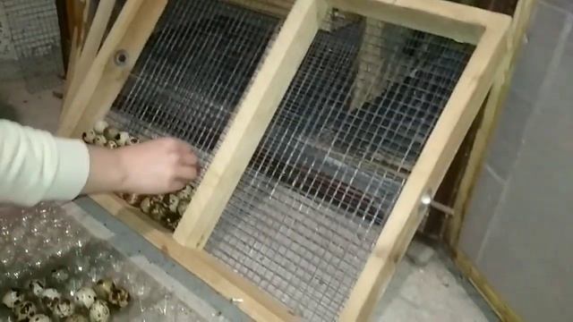 Режим инкубации перепелиных яиц. Инкубация перепелов. смотреть онлайн