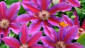 Клематис крупноцветковый Акаиши (clematis akaishi) ? обзор: как сажать, саженцы клематиса Акаиши