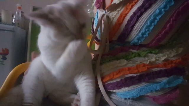 Котик Луи на ручках смотреть онлайн