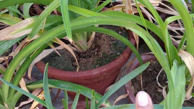 Daylily - Hemerocallis 'Condilla' смотреть онлайн