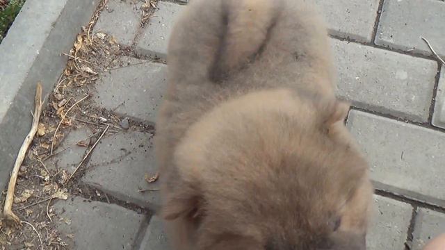 Фэй Син Арон 1 смотреть онлайн