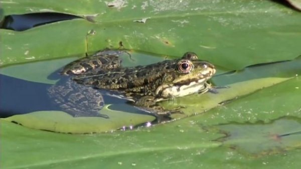 Green Frog on the leaf of Nuphar lutea ?