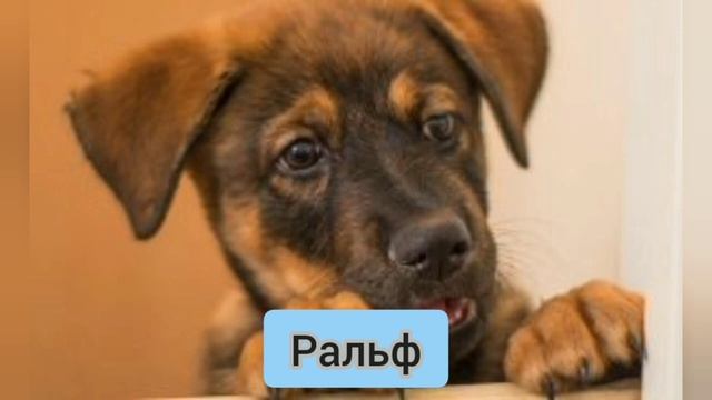 Как назвать собаку мальчика смотреть онлайн