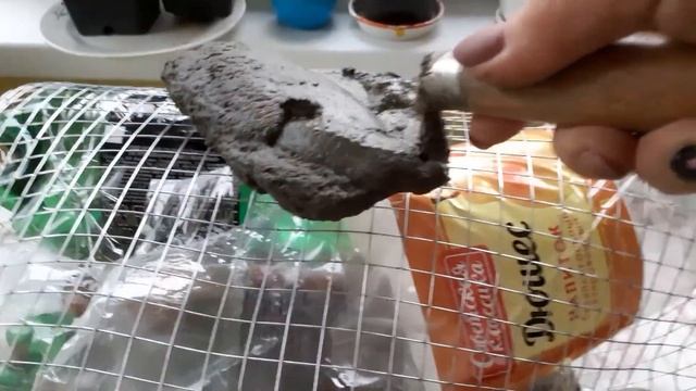 Выращивание камней в домашних условиях смотреть онлайн