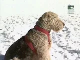 13 Эрдель терьер