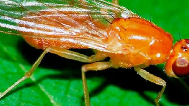 Морковная муха. Как бороться с морковной мухой на дачном участке. Морковные вредители. смотреть онлайн