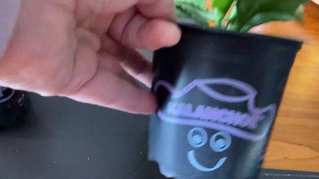 Is this a Hydrangea or a Succulent? смотреть онлайн