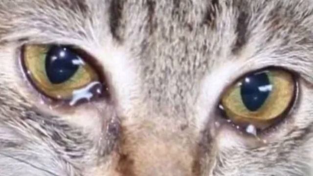 История котика Мурзика, брошенного на даче. Без еды и воды он бы не протянул долго,но случилось это смотреть онлайн