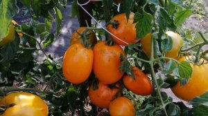 ТОМАТ МЕДОВЫЙ СПАС Описание сорта