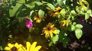 Утренний обзор сада ! Розы Мадам Альфред Карьери ,Полька ,Аленушка ,Крейзи фор Ю .