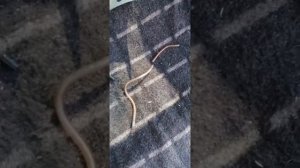 Шланг заднего омывателя Lacetti универсал.