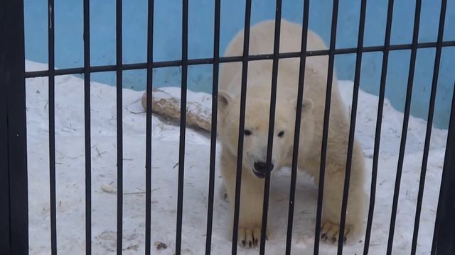 Белый медвежонок Шилка. 08.02.2015 смотреть онлайн