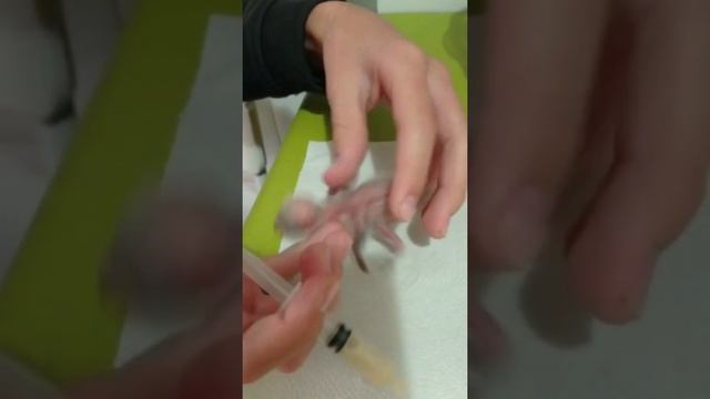 Искусственное выкармливание птенцов попугаев неразлучников смотреть онлайн