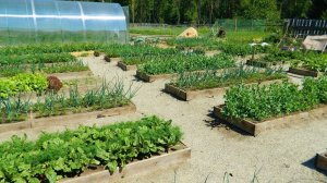 Супер огород мечты 2018 или допрос начинающего огородника