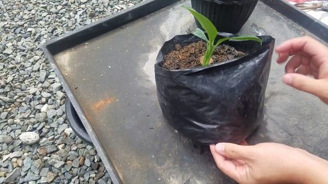SPATHIPHYLLUM Sensation Plant Propagation RESULT | NEW BABY SENSATION PLANT | Tipid Tips Iwas Bili
