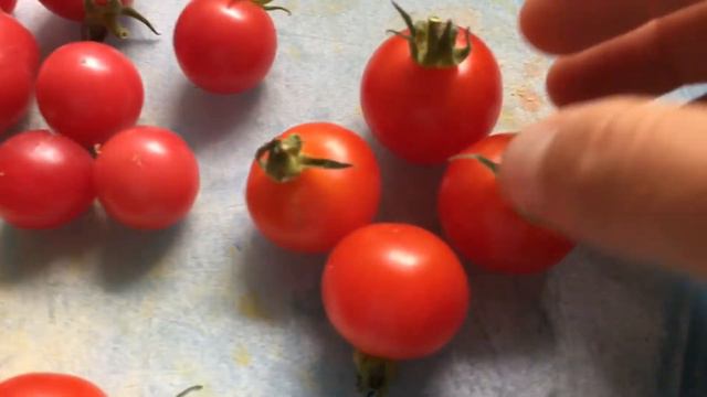 Вертикальное выращивание томатов в подвесных контейнерах | дегустация 4 сортов смотреть онлайн