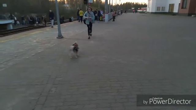 Корги Ириска и Первомай смотреть онлайн