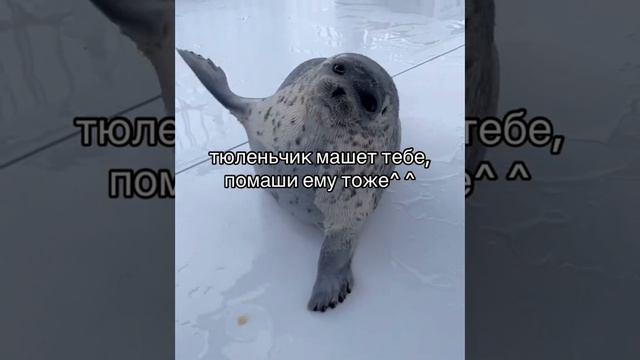 куку🙋♂️ смотреть онлайн