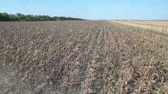 уборка подсолничнека гибрид Бакарди по технологии евролайтинг плюс в условиях Донбасса смотреть онлайн