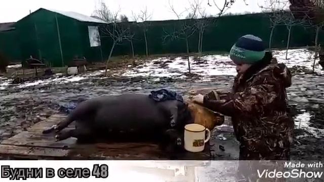 Мои помощники, солим сало. смотреть онлайн