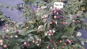 Фиолетовая малина Глен Кое (Шотландский сорт)