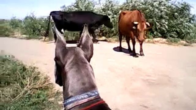 Умка и коровы часть 2 смотреть онлайн