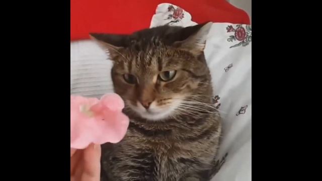 Half life cat 7 смотреть онлайн