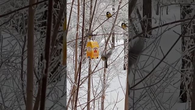 Самая дешёвая кормушка для синичек. смотреть онлайн